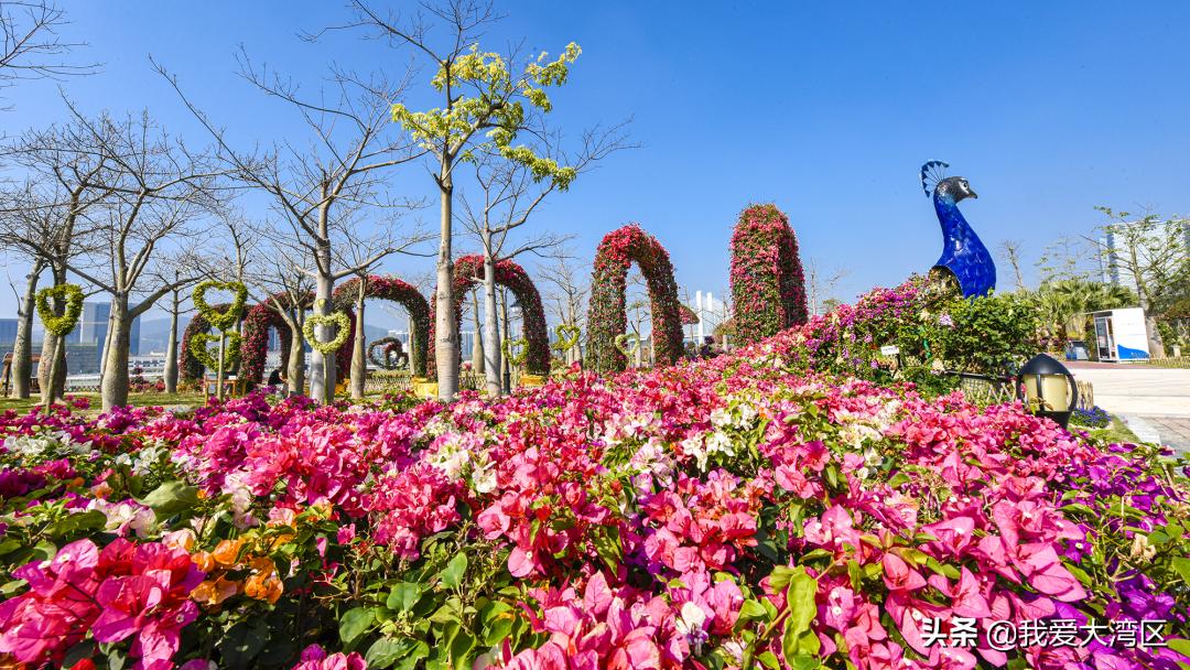 珠海春游赏花,珠海周边踏青景点
