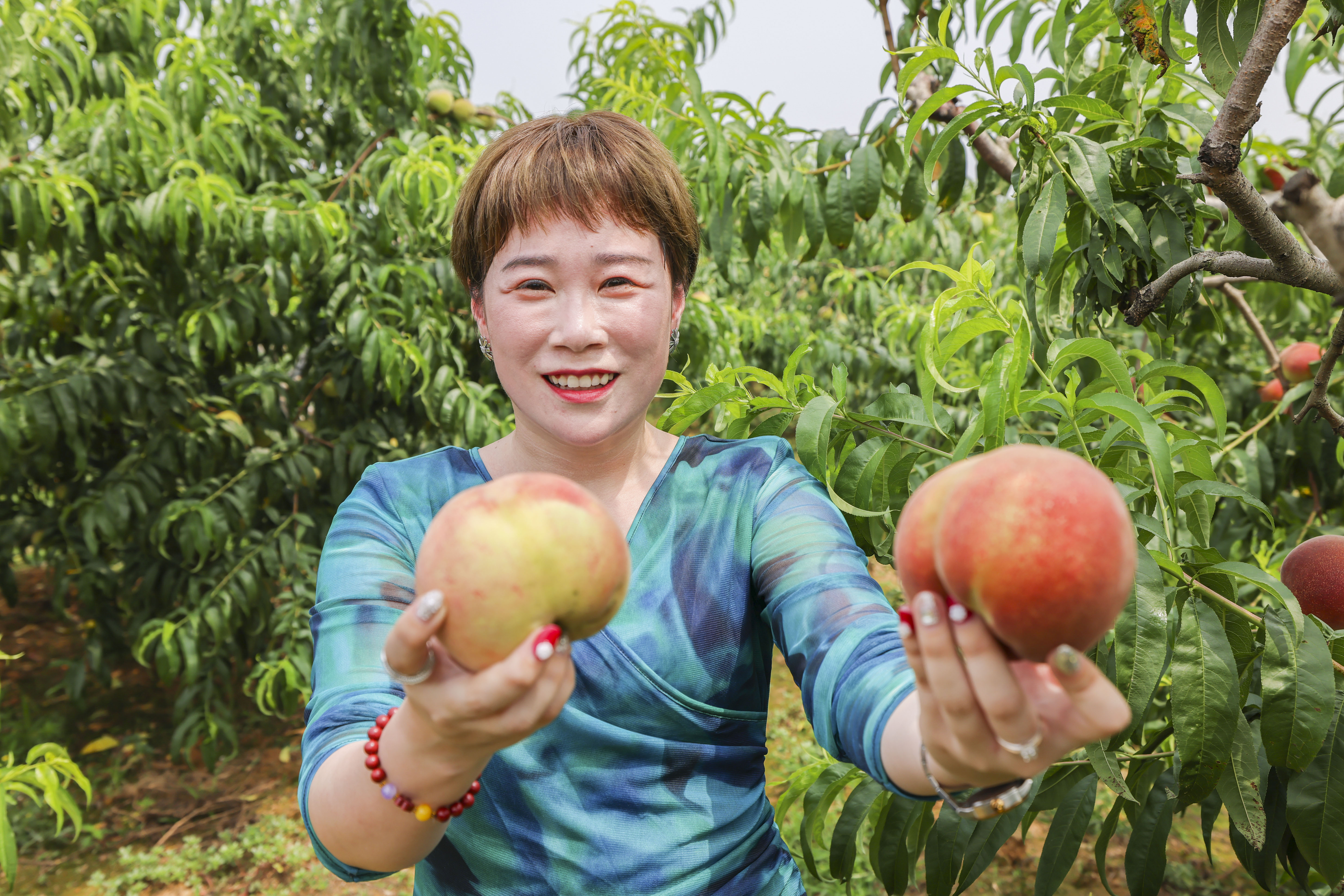 春有桃花源艺术节，夏有蜜桃采摘季，蜜桃成徐村乡村振兴新名片