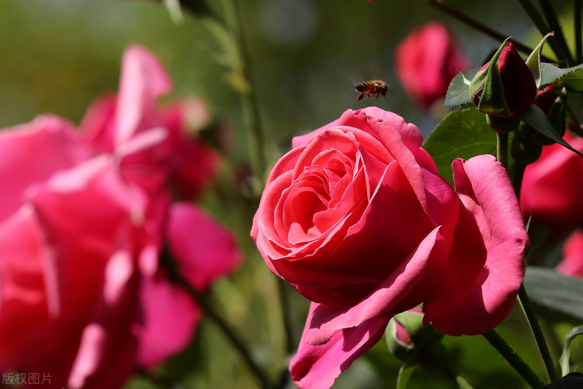 太实用了！45种常见植物养殖方法大全