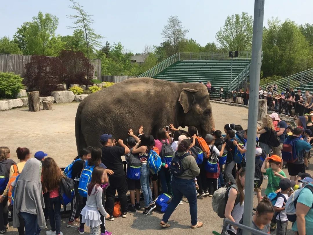 泰国旅游攻略普吉岛大象,泰国大象节旅游攻略