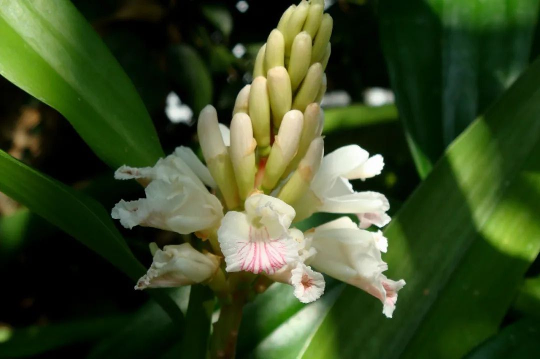 姜类香辛料都包含哪些种,12种必须了解的香料作用和用量