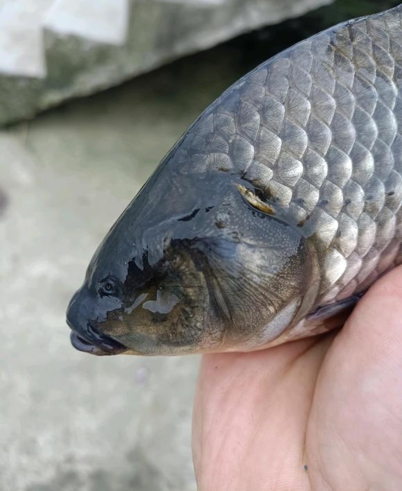 一男子钓鱼钓出了不明物体,钓到无眼鱼有什么说法