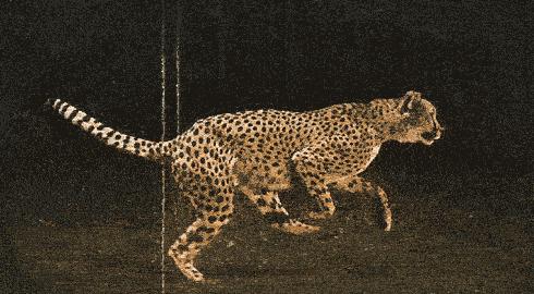 速度和力量的代表动物,速度与力量的完美结合