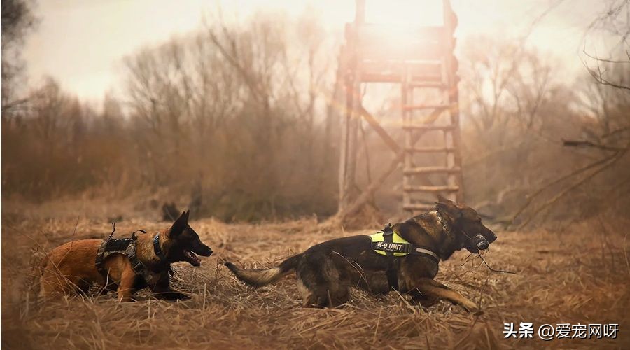 白色像泰迪一样的狗狗是什么品种,如何区分常见狗狗品种