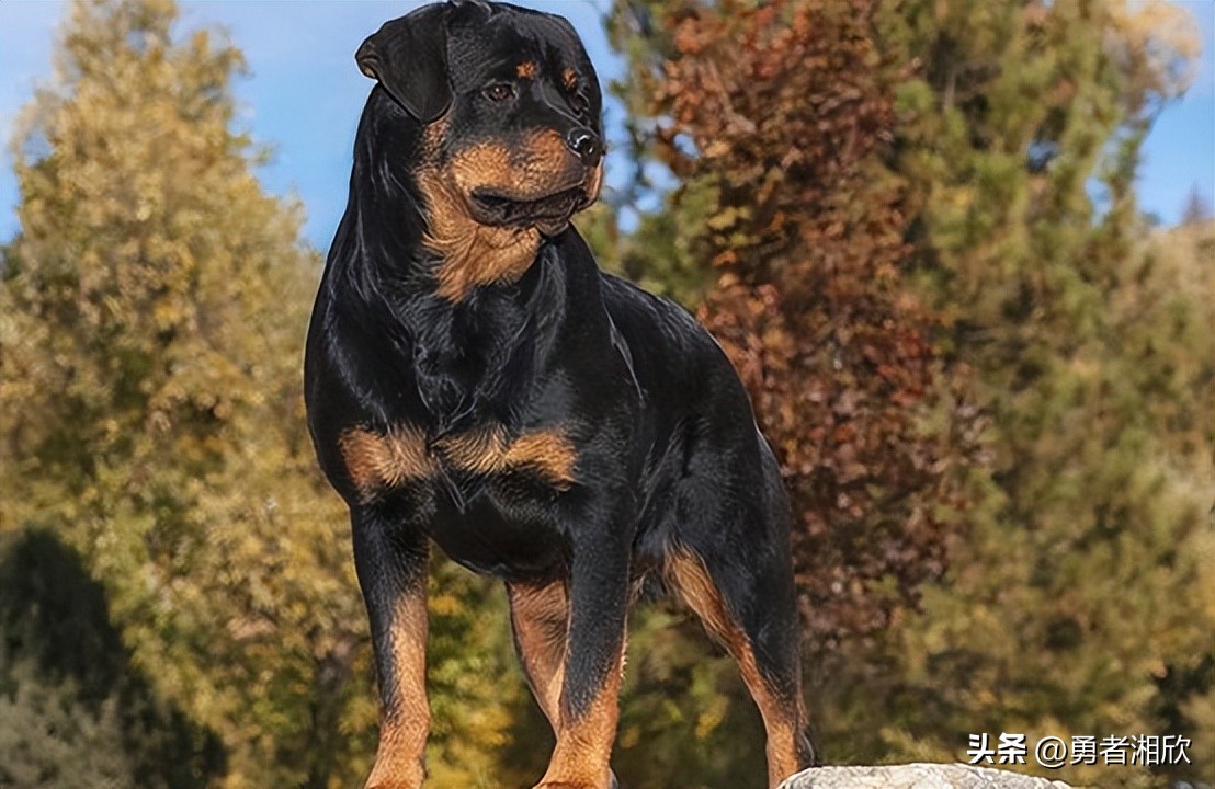 世界最好看的小型宠物狗,各种各样的宠物狗介绍大全
