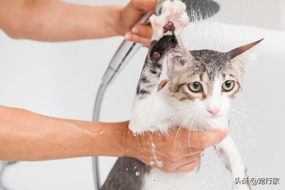 新手养猫养哪种猫更好便宜,怎样养猫不用花钱买猫