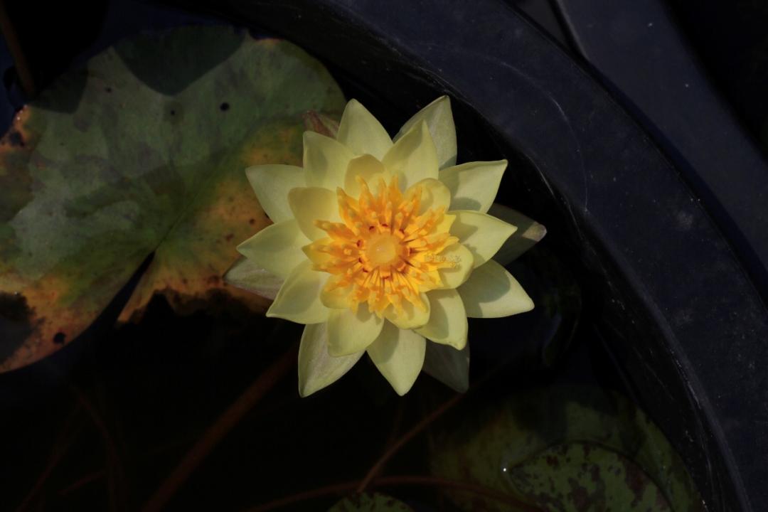 95后广东小伙痴迷睡莲育种,95后小伙痴迷睡莲育种