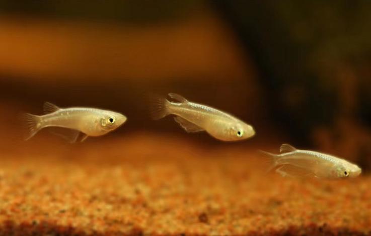 最好养的观赏鱼冷水鱼有哪些中型,冷水鱼有哪些观赏鱼比较好看