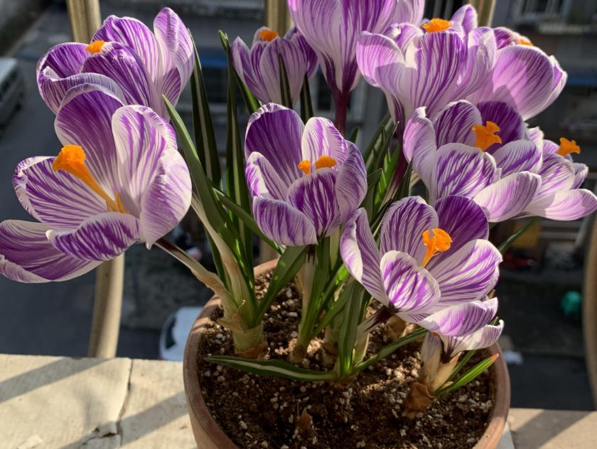 什么种球适合冬天开花,适合冬季种植的种球花卉