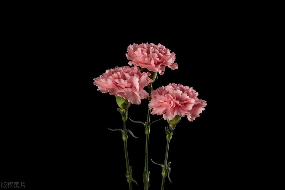 小学低年级英语单词闯关,六年级英语单词每日打卡