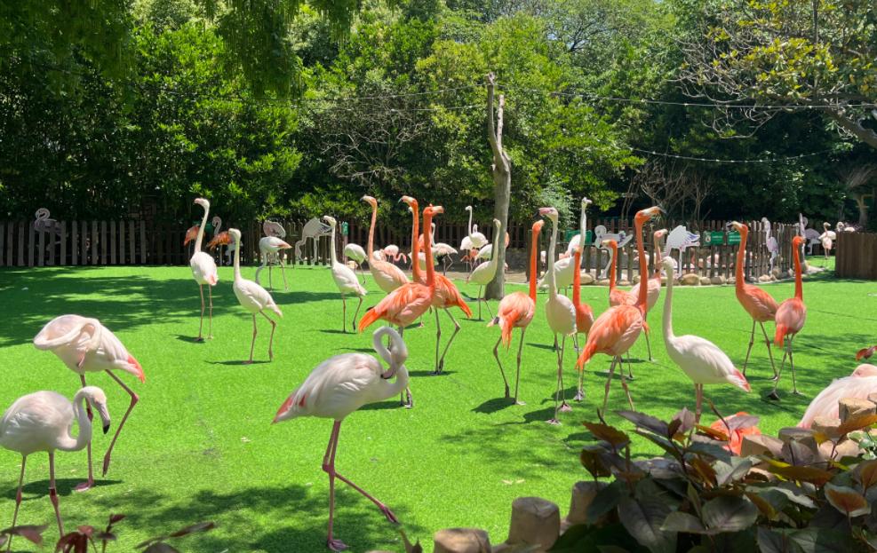 上海动物园一日游攻略,好玩不累的体验分享,附加避雷指南!