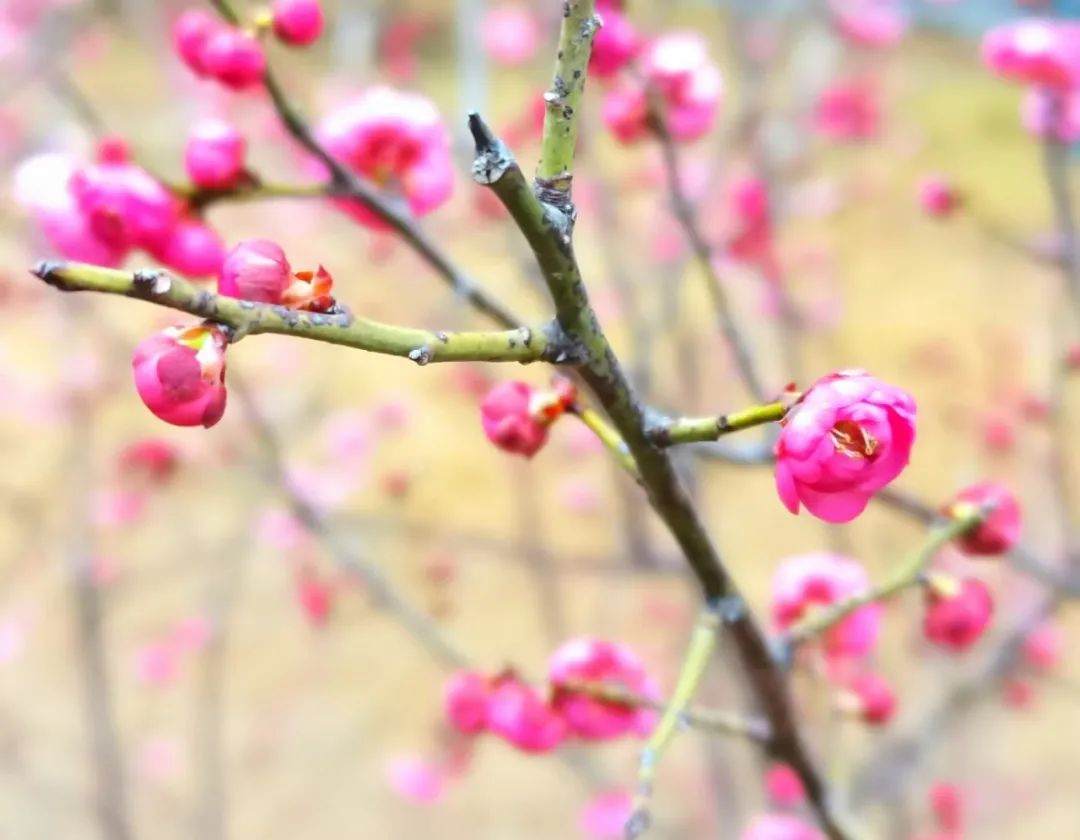 赞北京冬奥会闭幕式,赞北京冬奥会的句子