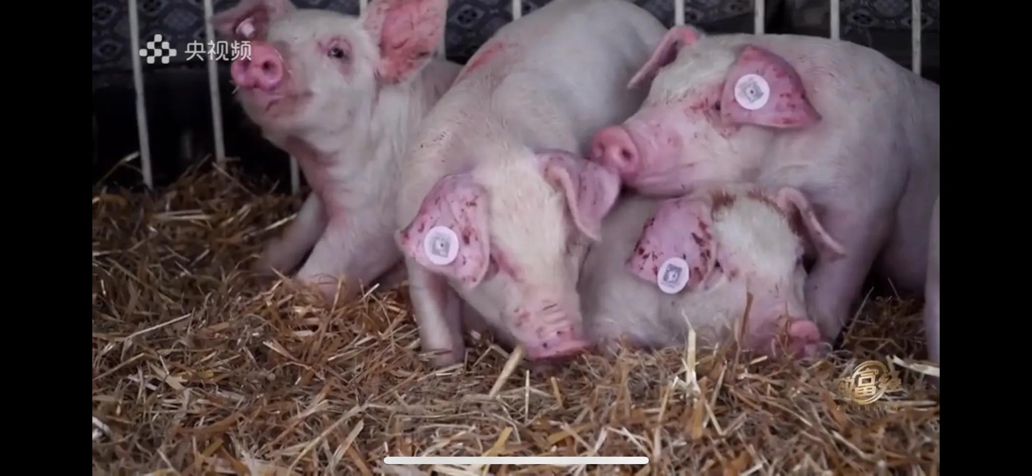 小伙子养猪5年后挣钱5多亿,农村小伙养猪赚过亿