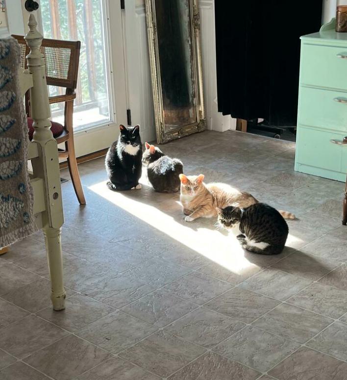 设置陷阱捕捉猫,如何设陷阱抓住猫咪