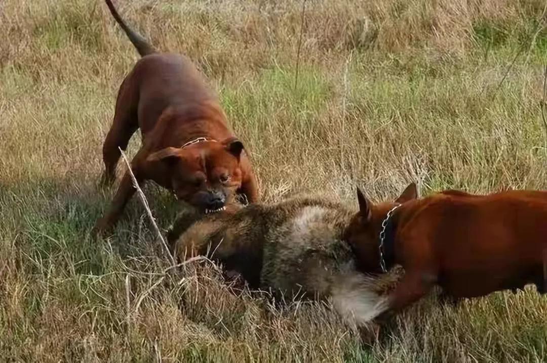 回族不吃猪肉,满族不吃狗肉,那汉族不吃啥肉呢?很多人已淡忘了