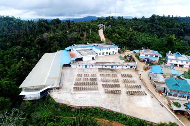 老班章春茶开始了吗,老班章当年春茶多少钱一片