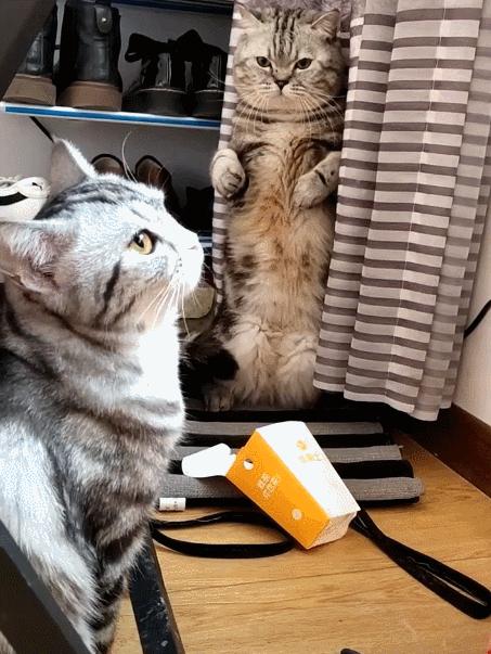 最皮实的猫是什么品种,哪种猫适合新手养比较便宜还好看