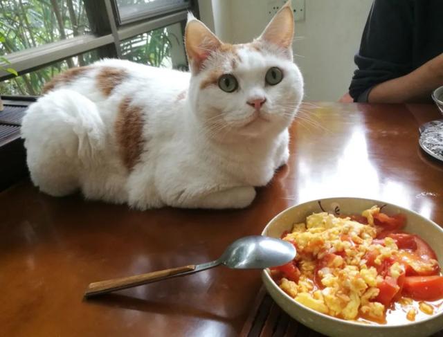 为什么老人都说家里不能养两只猫,十大不适合家养的猫