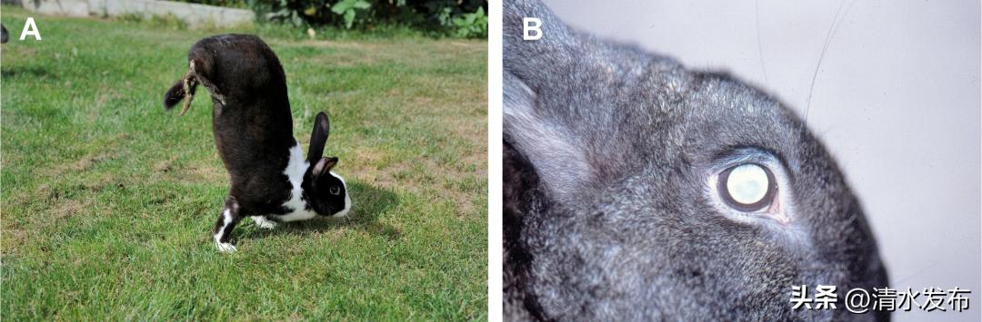 为什么有些兔子可以倒立行走,兔子居然还会练功