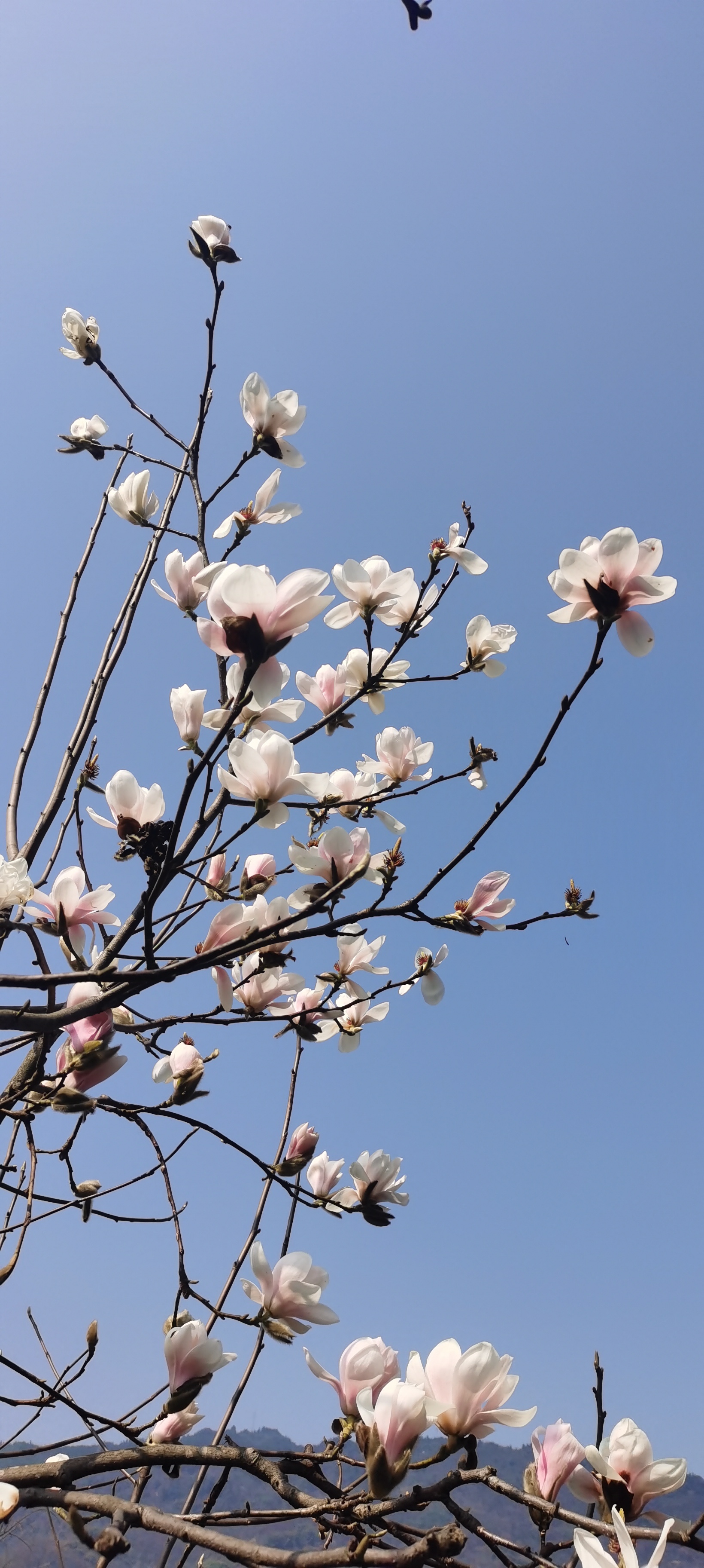 第4周：你若盛开，清风自来，你若努力，就会有收获