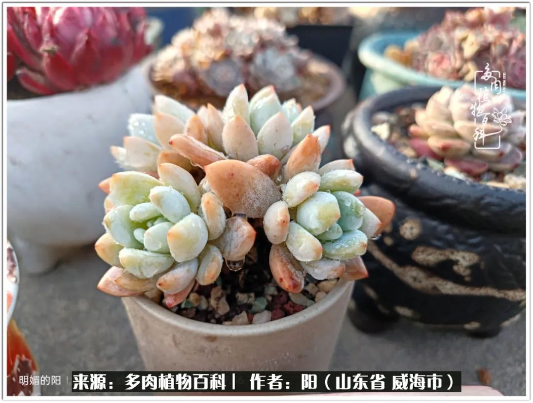 浜洪棿鐑熺伀鑷湁涓囧崈棰滆壊,浜洪棿鐑熺伀鐨嗘槸骞冲嚒棰滆壊