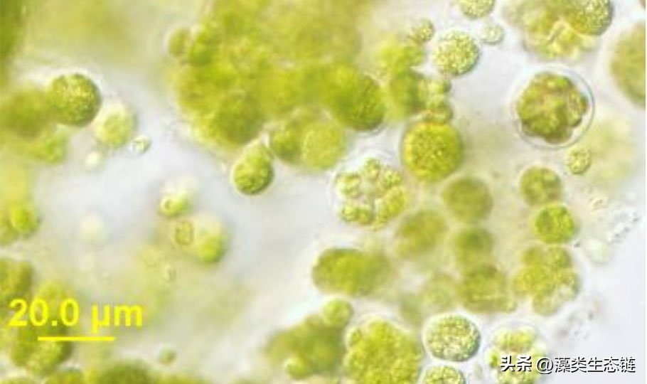 藻类基础知识,鱼塘藻类培养