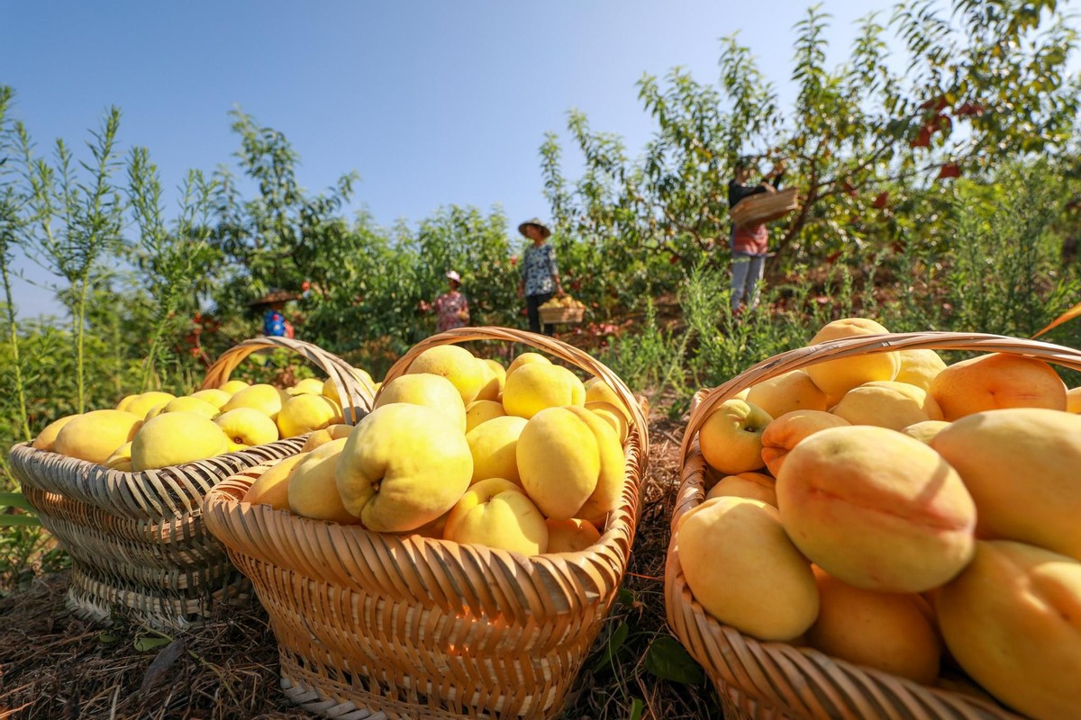 目前全国最好的桃子品种,什么地方的桃子最好吃脆甜的