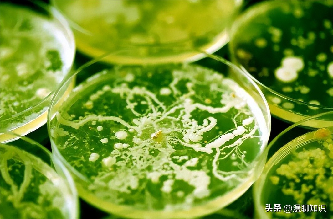 呕吐毒素超标对人体有什么危害,呕吐毒素多少剂量对身体造成危害