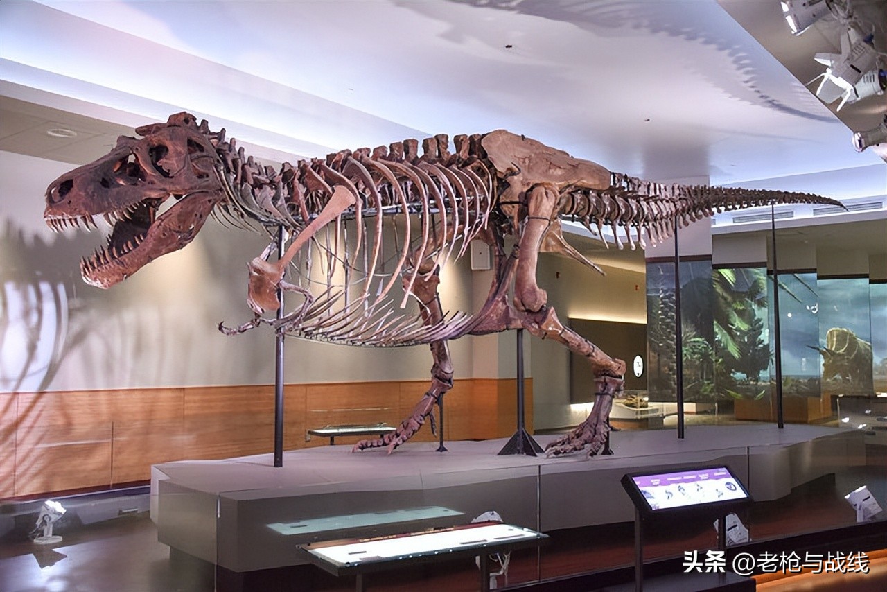 如何制作霸王龙骨架,用硬纸板做霸王龙骨架教程