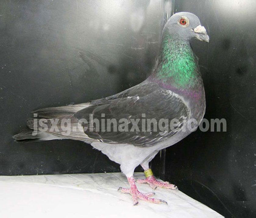 哈密超远程冠军信鸽图片,超远程赛鸽纪录