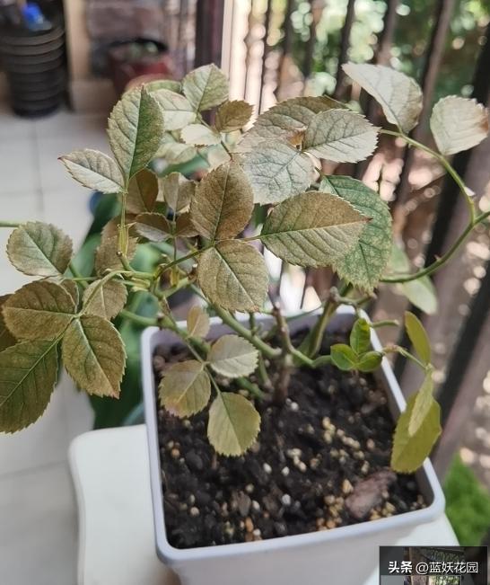 月季打药枯萎怎么办,月季出现了肥害怎么办