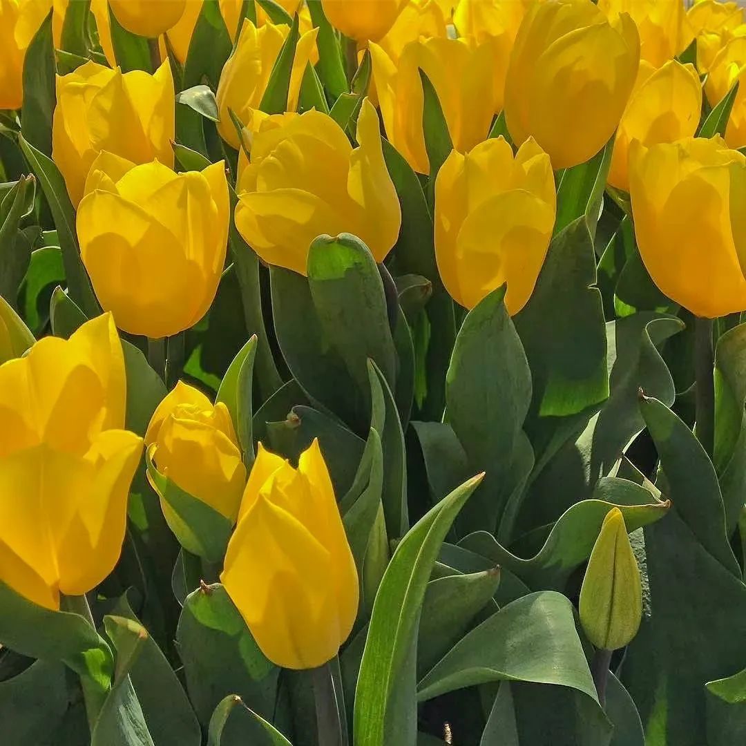 背景图ins风鲜花,ins复古黑色鲜花壁纸