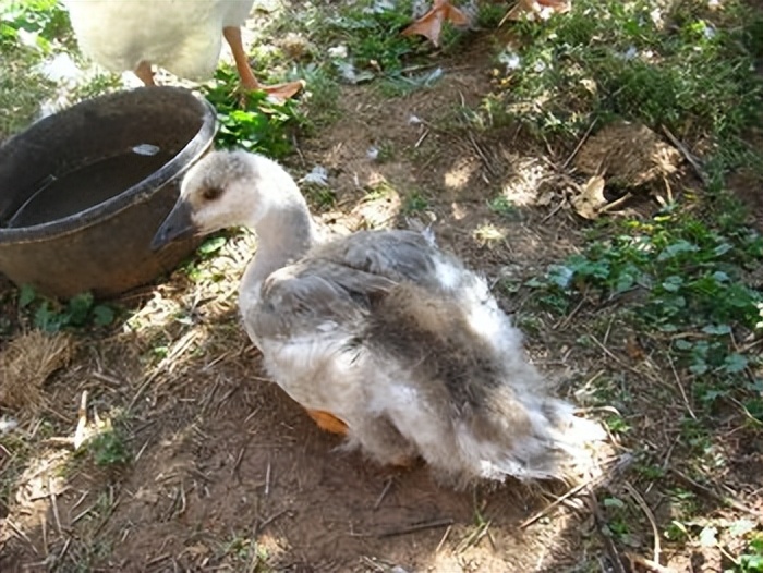 畜禽维生素缺乏的原因,养鸡微量元素缺乏的症状