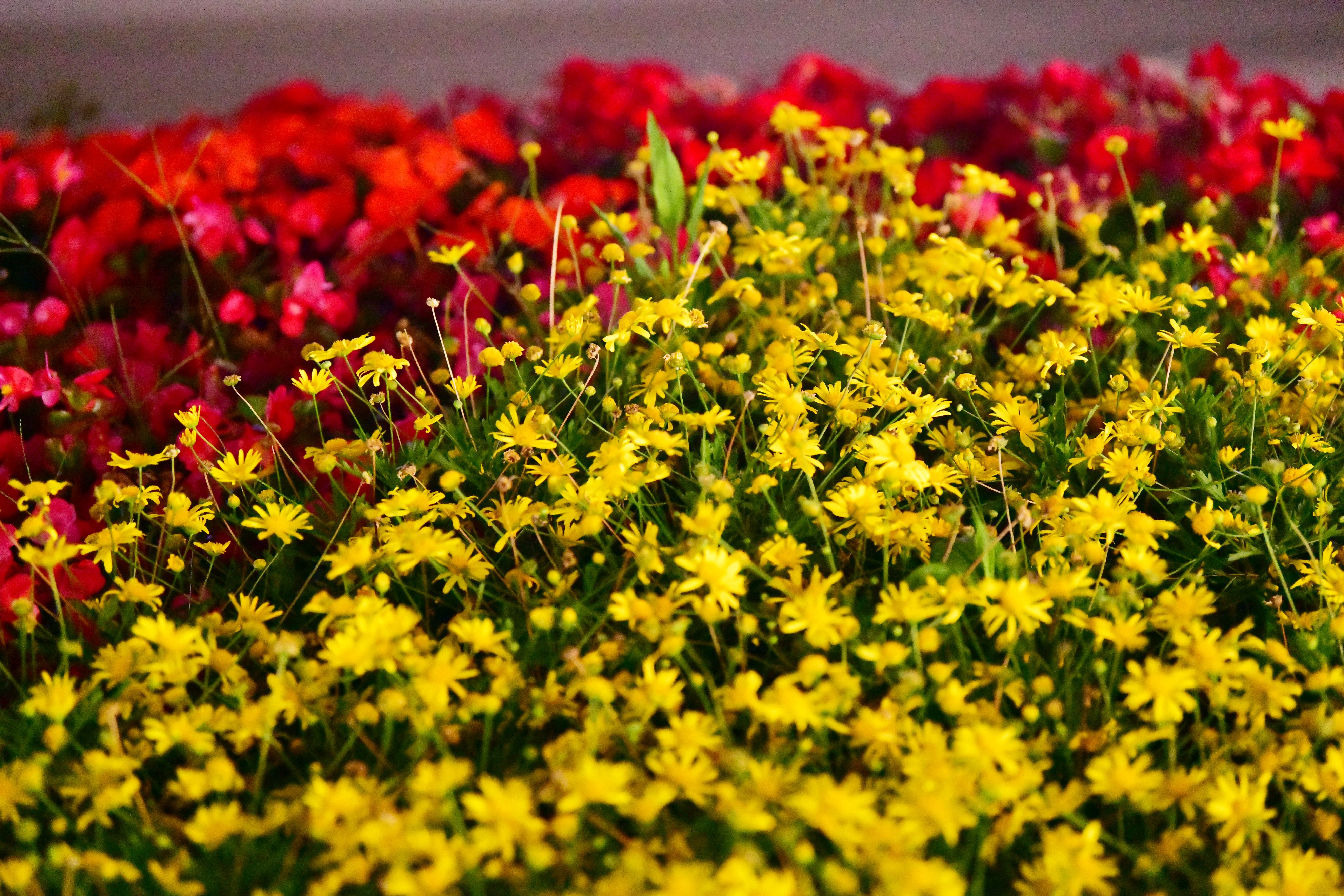 广州海心沙亚运公园视频,广州海心沙亚运公园游览图