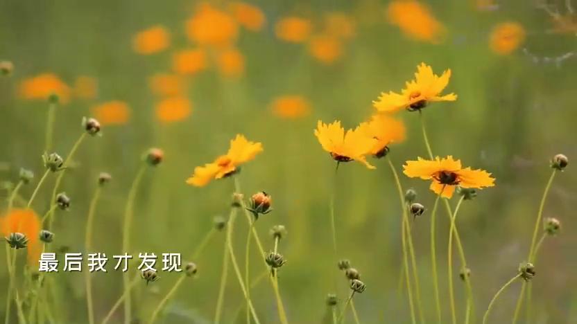 【夜听】我爱你，怎么办？