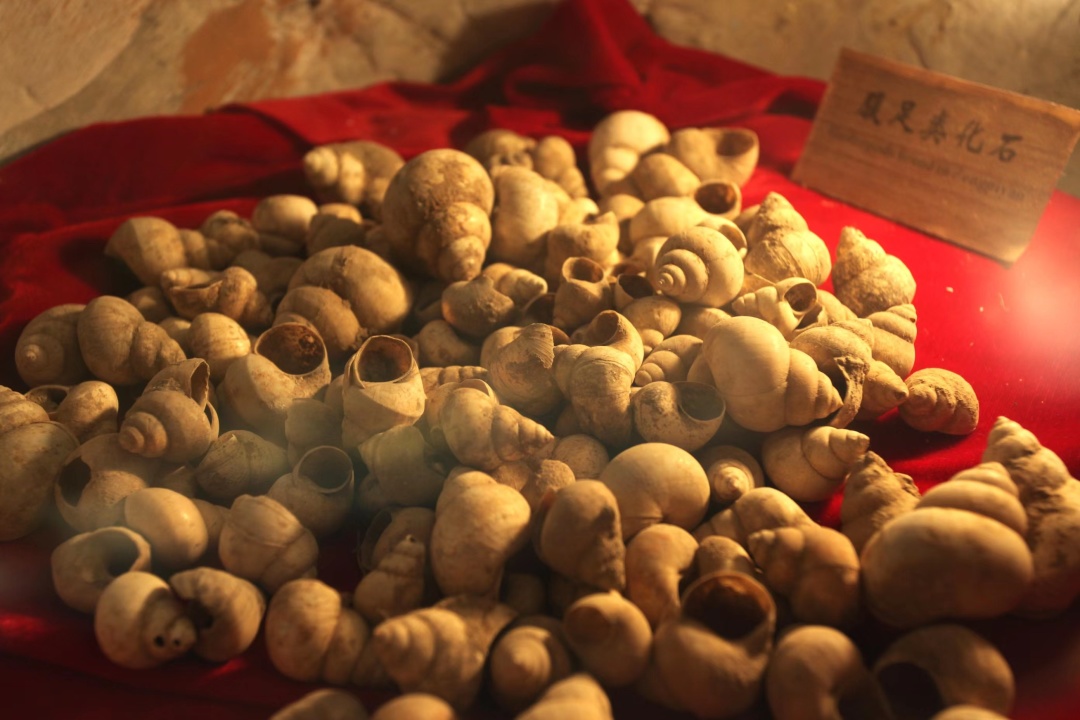 火速收藏！这里有一份中国吃螺图鉴