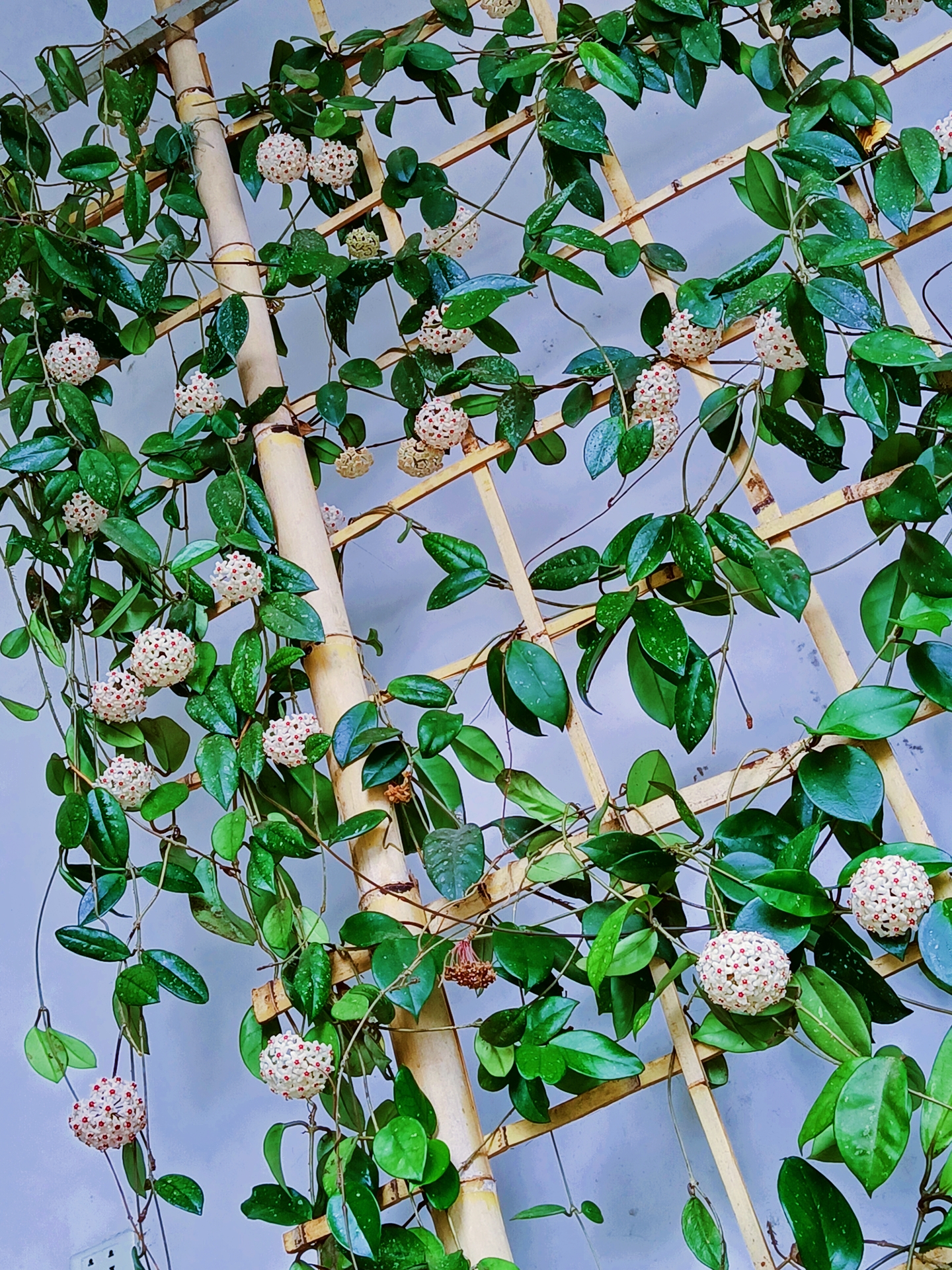 球兰最爱开花的品种,球兰哪个品种最爱开花呢