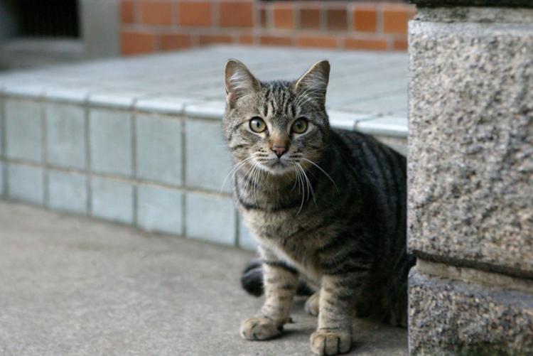 猫咪有这5个特征,有这五个特征的猫咪真的很聪明