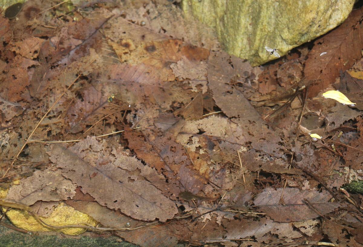 易经上的蛊卦第十八集,易经蛊讲解