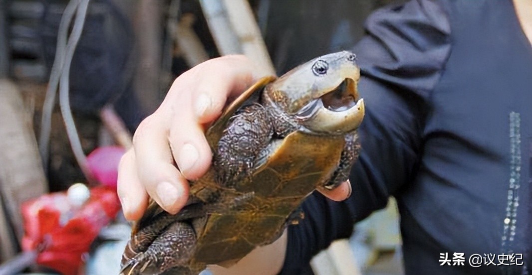 2012男子在野外捡到了小乌龟,男子捡了一个小乌龟最后被抓