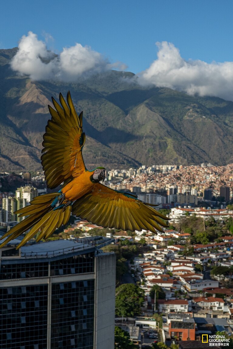 委内瑞拉首都的鹦鹉都是“散养”的