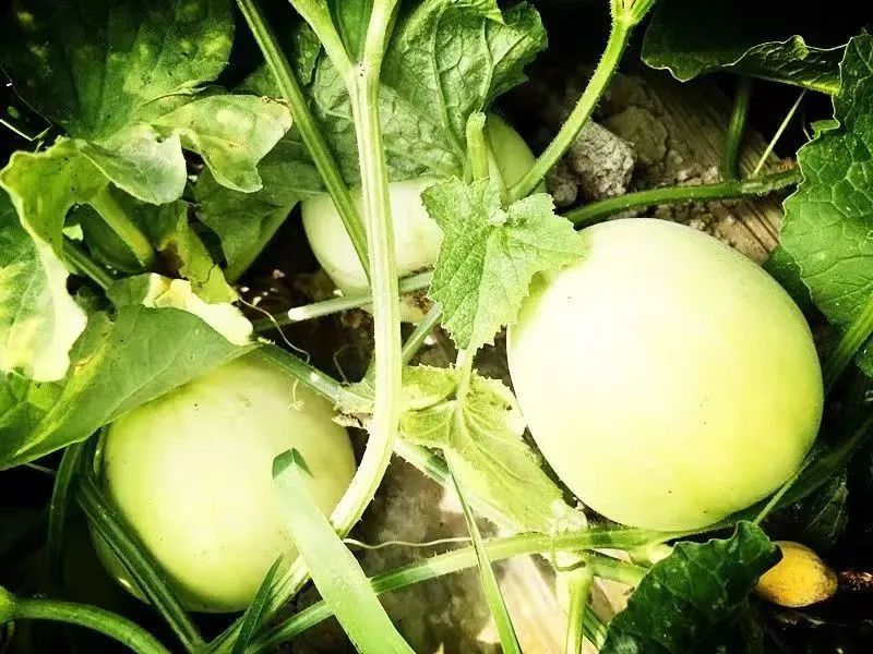 甘肃泾川吴焕先烈士陵园,平凉吴焕先