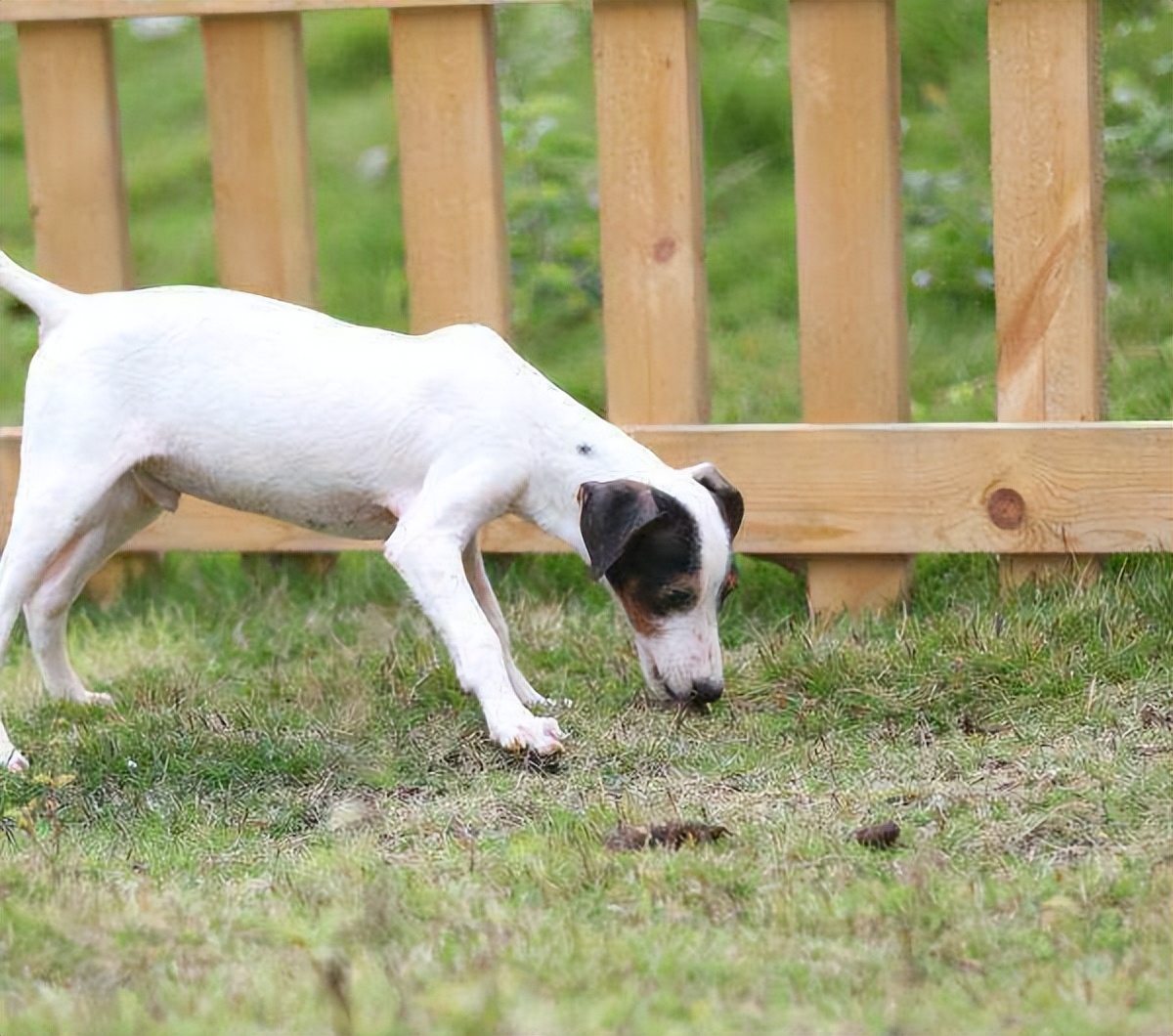 太仓猎犬真实优缺点,太仓猎犬有什么特点