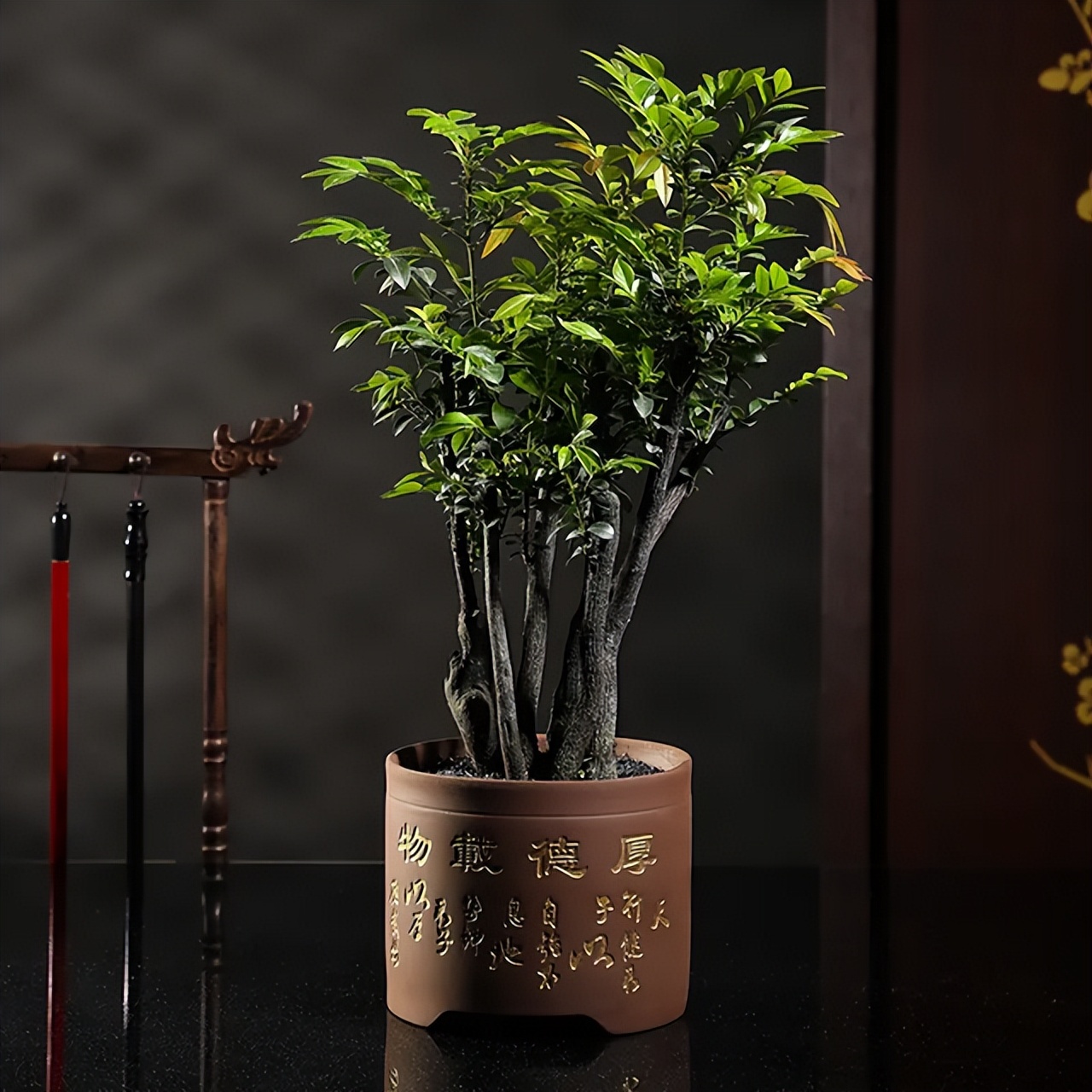 小叶紫檀木头驱虫方法,小叶紫檀怎么养护才能养得好