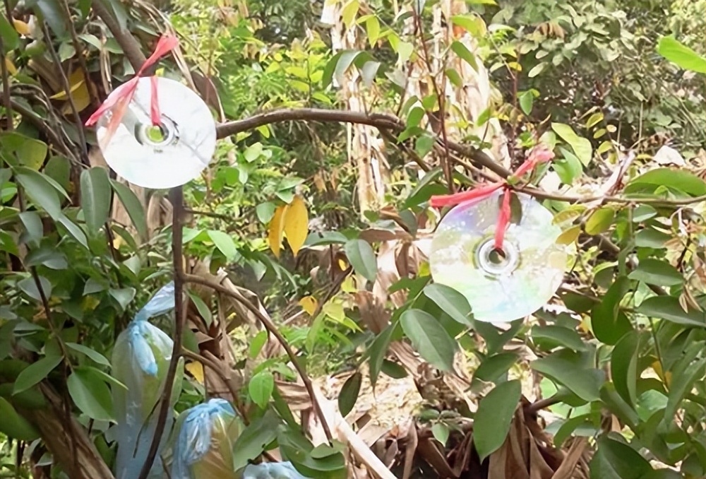 防止鸟偷吃的最好方法,怎样可以驱赶鸟类偷食庄稼