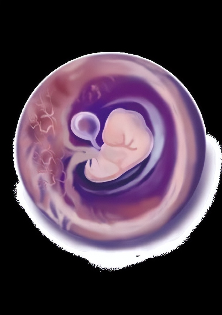 从受孕到分娩约四十周,从受孕到婴儿每天的变化