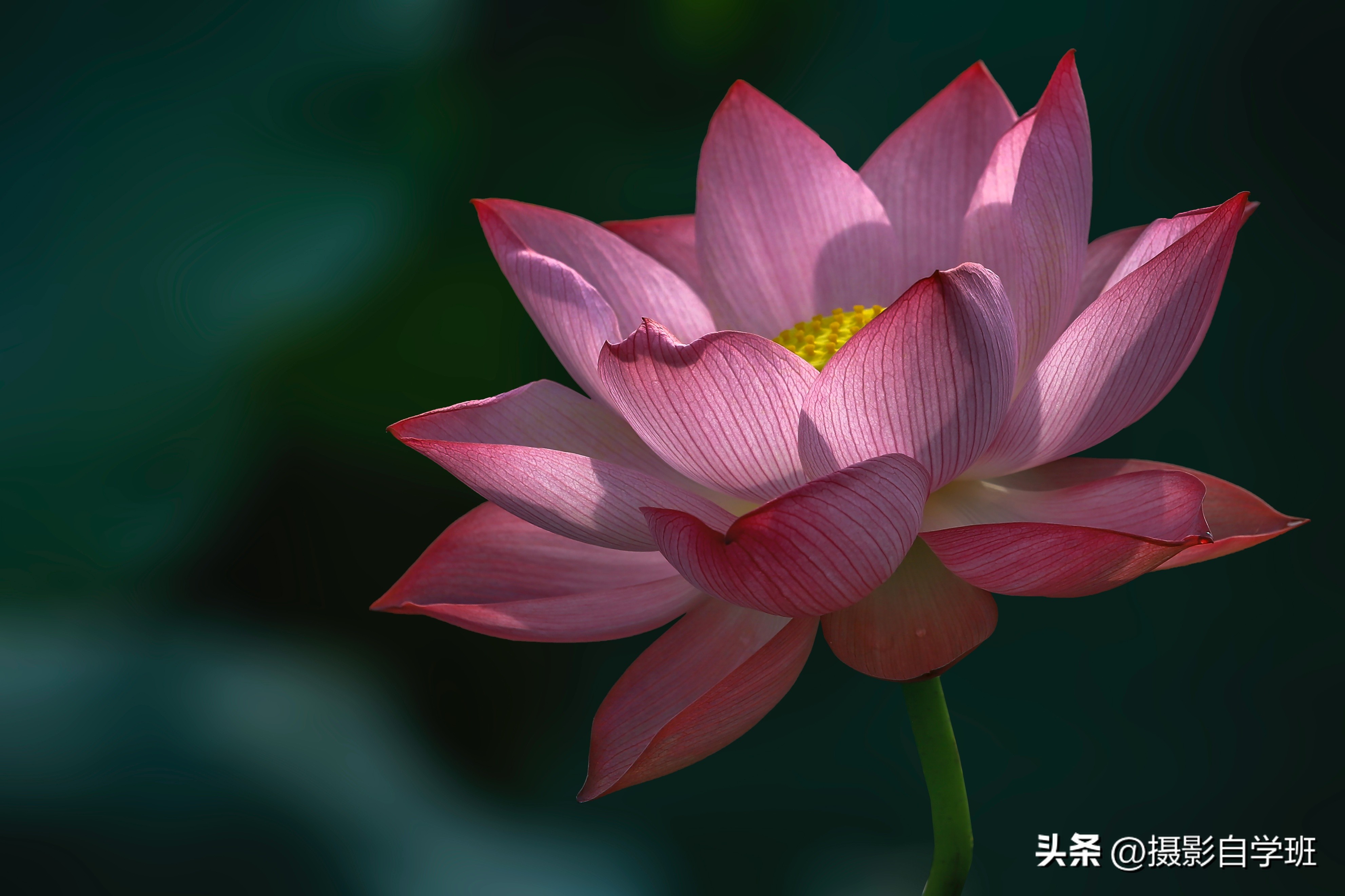 荷花摄影拍摄教程,如何用相机拍出荷花的高级感