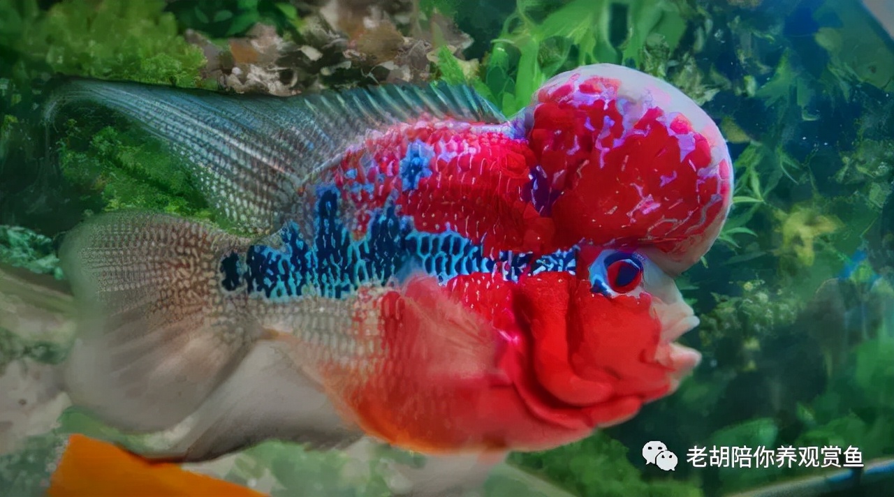 龙鱼褪色呆滞,龙鱼鳞片褪色