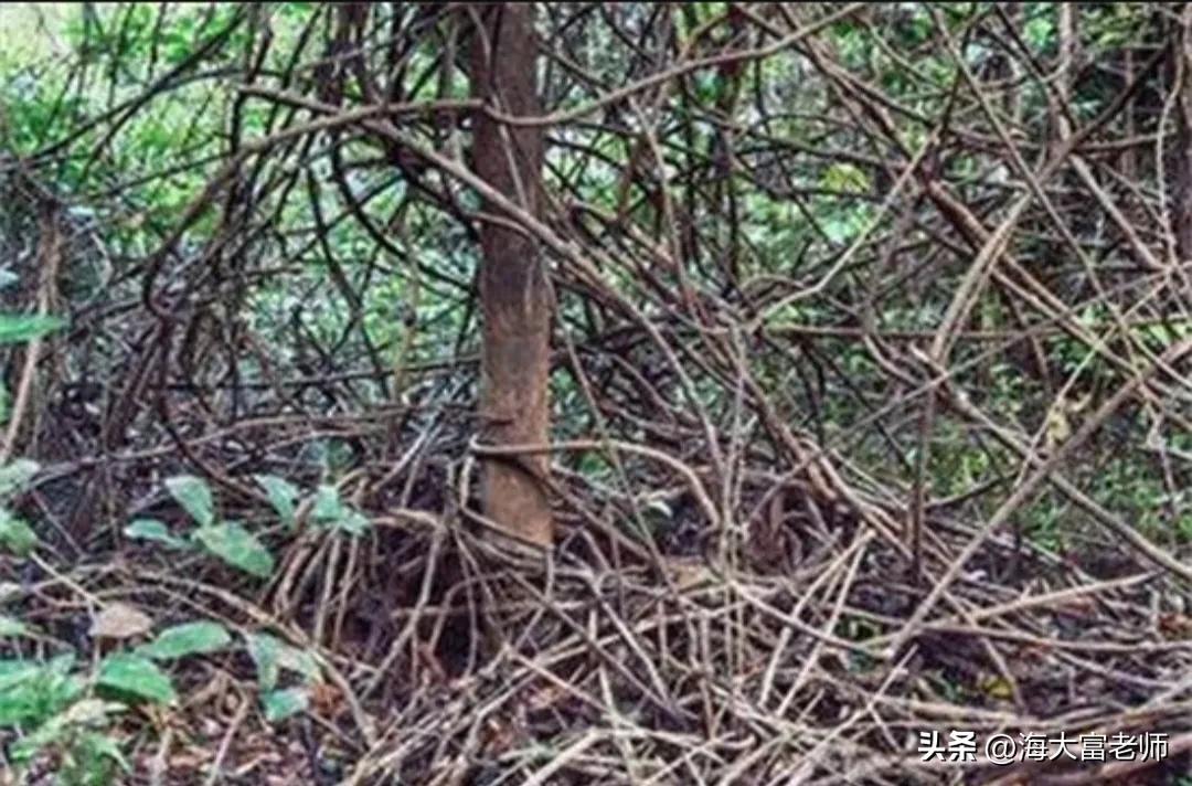 6种最危险的食肉植物,10种可怕食肉植物