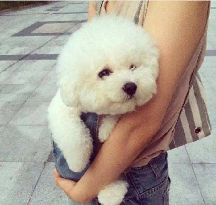 母比熊的优点,比熊应该怎么养才好看呢